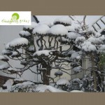 Bonsai