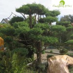 Bonsai aus einer 30 Jahren alten Hecke gestalte