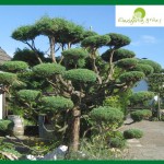 Bonsai aus einer 30 Jahren alten Hecke gestalte