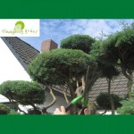 Bonsai aus einer 30 Jahren alten Hecke gestalte