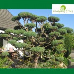 Bonsai aus einer 30 Jahren alten Hecke gestalte