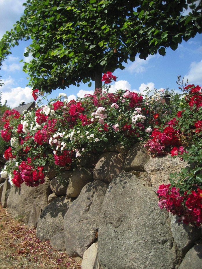 Natursteinmauer mit Rosen The Fairy, Swany und Bassino
