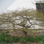 Acer palmatum Dissectum (Geschlitzter Fächer-Ahorn)