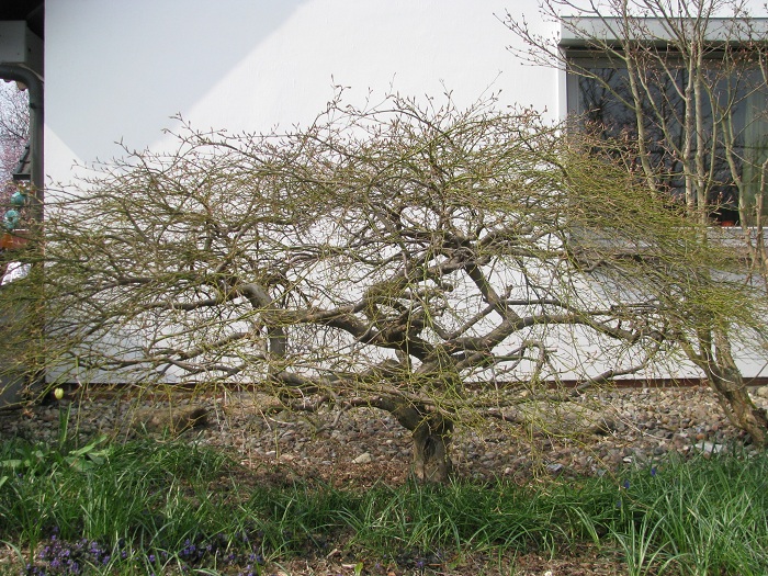 Acer palmatum Dissectum (Geschlitzter Fächer-Ahorn)