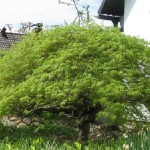 Acer palmatum Dissectum (Geschlitzter Fächer-Ahorn)1