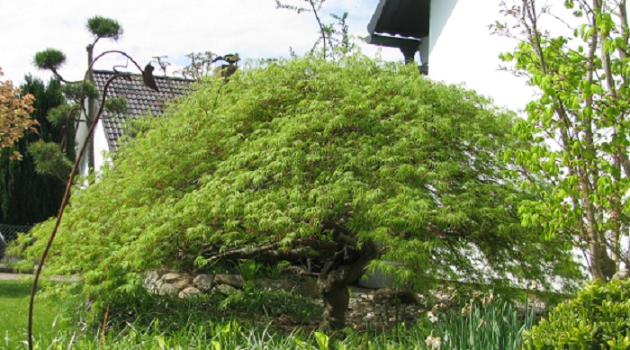Acer palmatum Dissectum (Geschlitzter Fächer-Ahorn)1