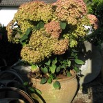 Hydrangea Neu Sorten (Hortensie)