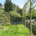 Tilia (Spalier- Linden)