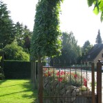 Tilia (Spalier- Linden)2