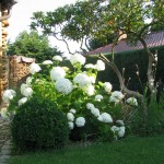 Vorgarten mit Hydrangea Annabell (Hortensie)1