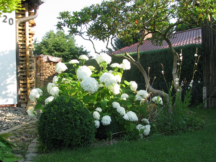Vorgarten mit Hydrangea Annabell (Hortensie)1