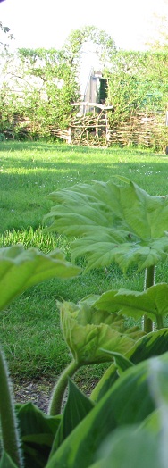 Astilboides tabularis (Tafelblatt)1 Salix hecke
