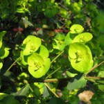 Euphorbia ( Wolfsmilch)