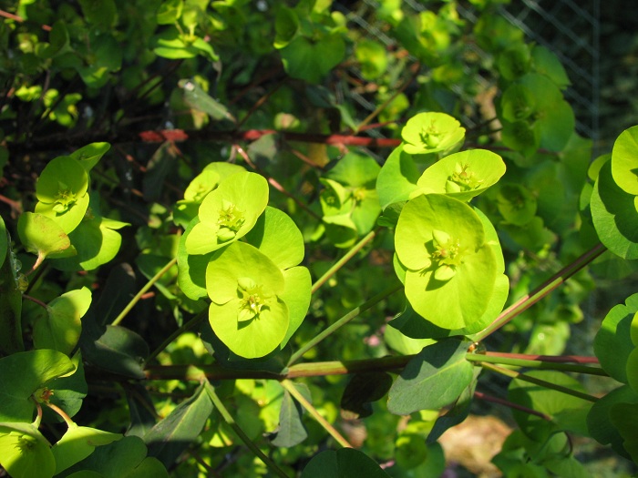 Euphorbia ( Wolfsmilch)