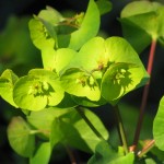 Euphorbia ( Wolfsmilch)1