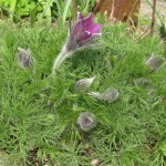 Pulsatilla ( Küchenschelle)