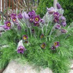 Pulsatilla ( Küchenschelle)1